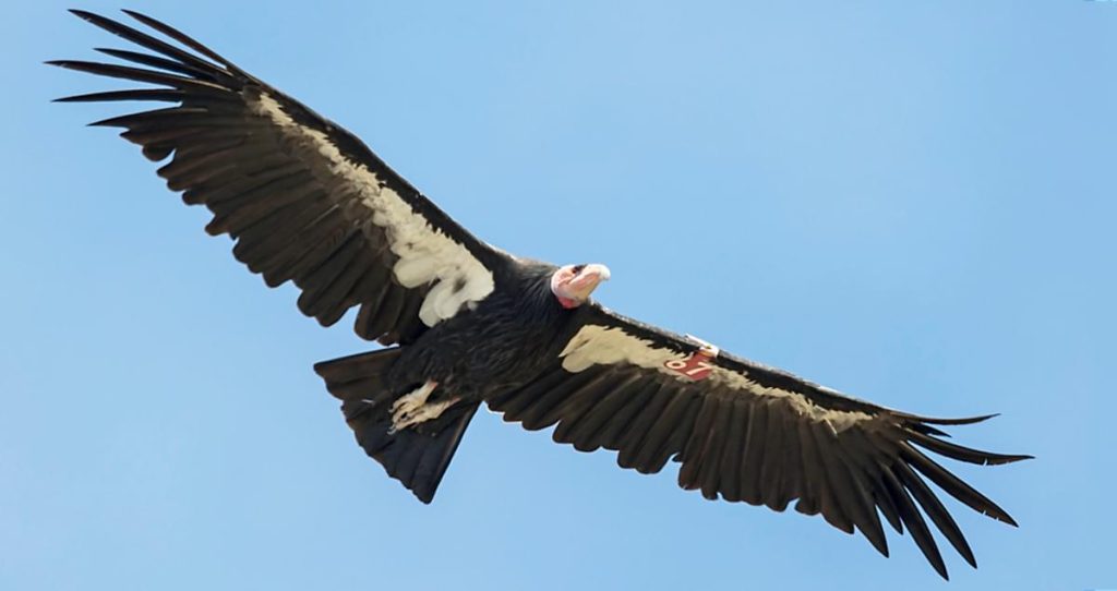 5 Fascinating California Condor Adaptations You Need to Know