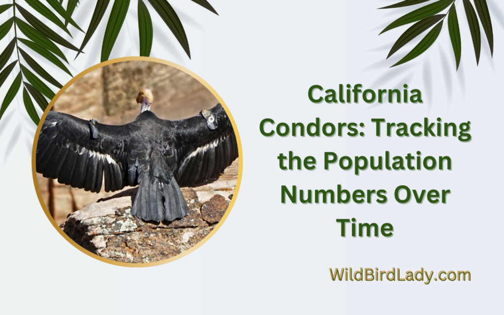 California Condors Tracking the Population Numbers Over Time