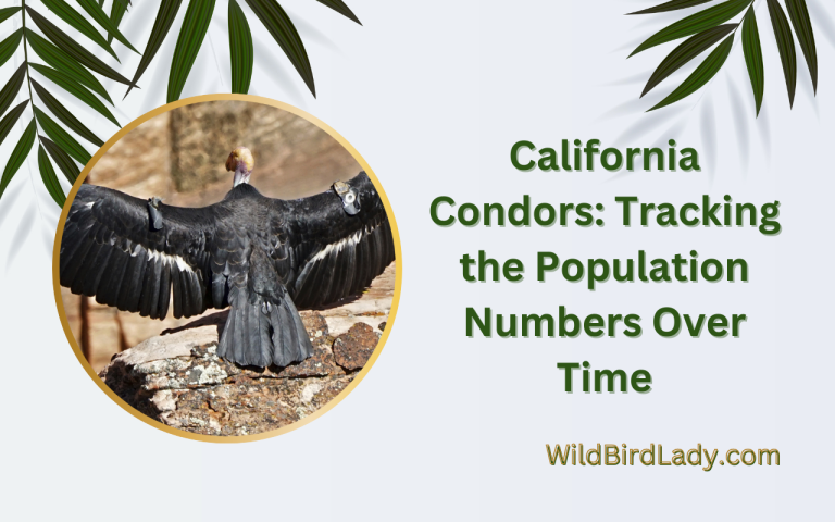 California Condors