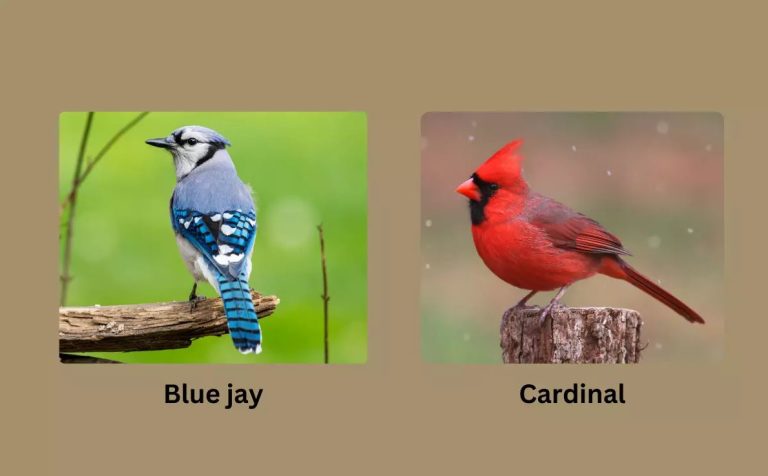 Cardinals and Blue Jays