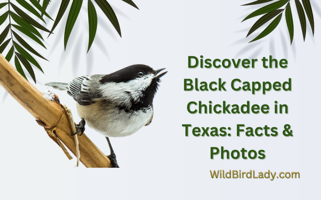 Discover the Black Capped Chickadee in Texas: Facts And Photos
