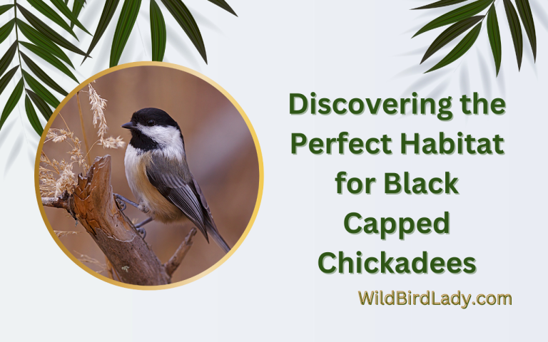 Perfect Habitat for Black Capped Chickadees