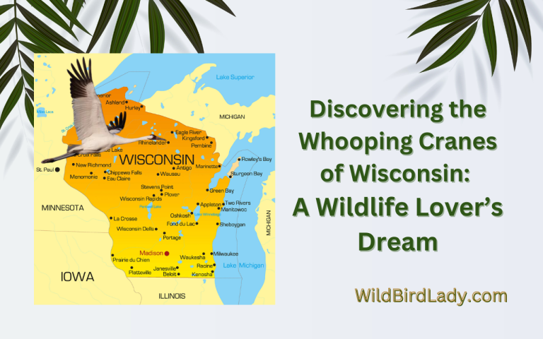 Whooping Cranes of Wisconsin