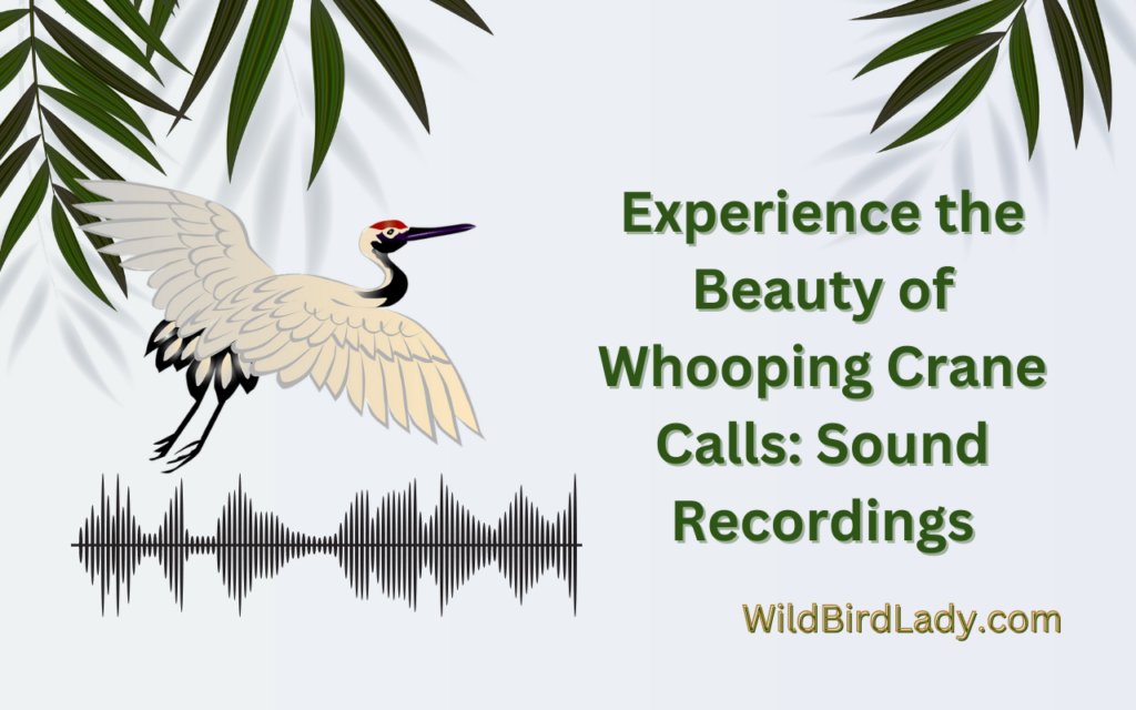 Experience the Beauty of Whooping Crane Calls: Sound Recordings