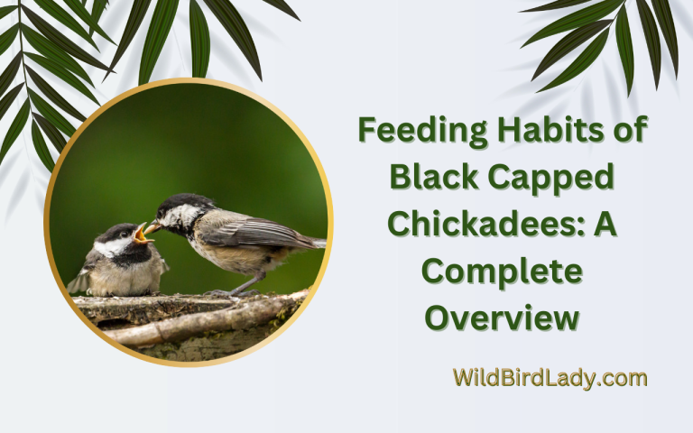 Feeding Habits of Black Capped Chickadees