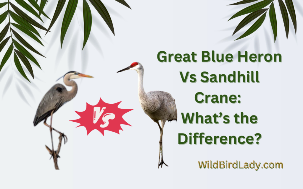 Great Blue Heron Vs Sandhill Crane: What’S the Difference?
