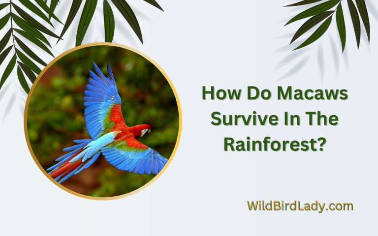 How Do Macaws Survive In The Rainforest