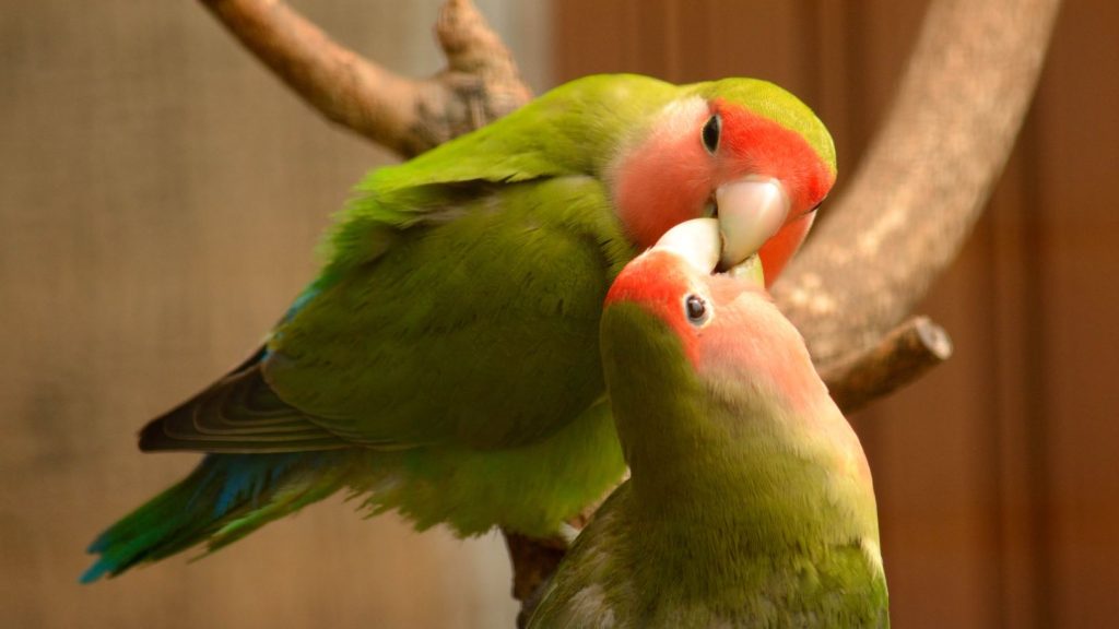 How Lovebirds Make Love