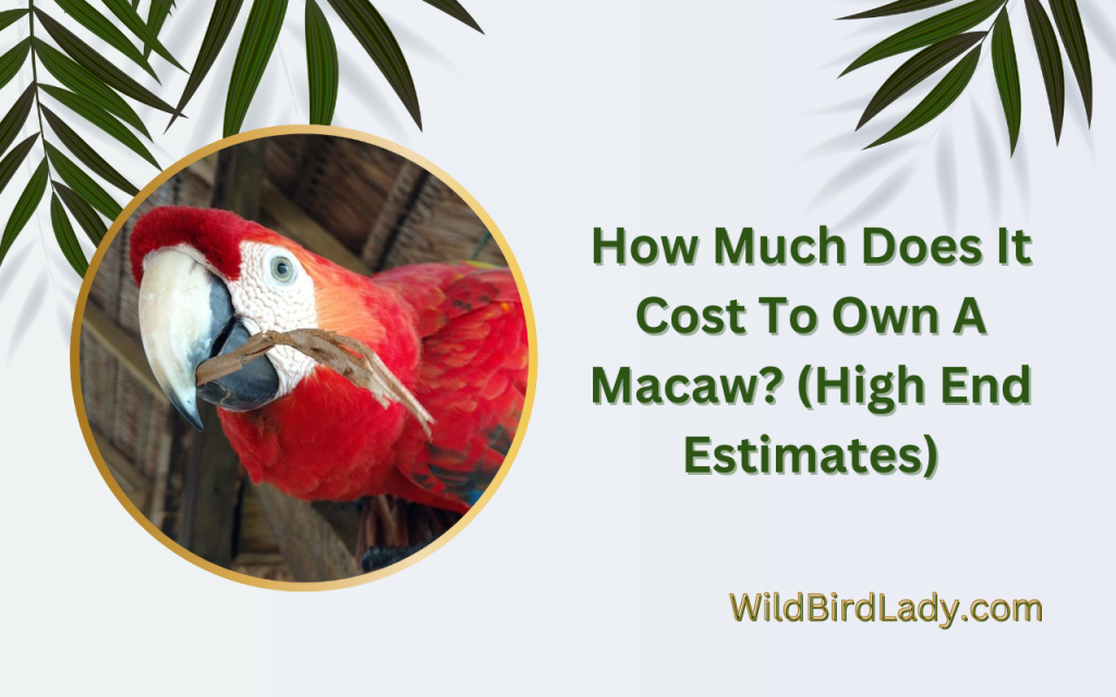 Curated visual reference: Picture Idea: How Much Does It Cost To Own A Macaw High