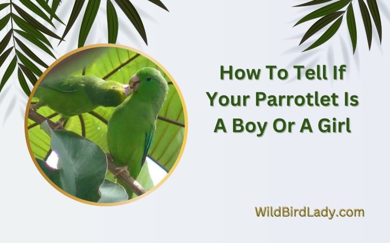 How To Tell If Your Parrotlet Is A Boy Or A Girl