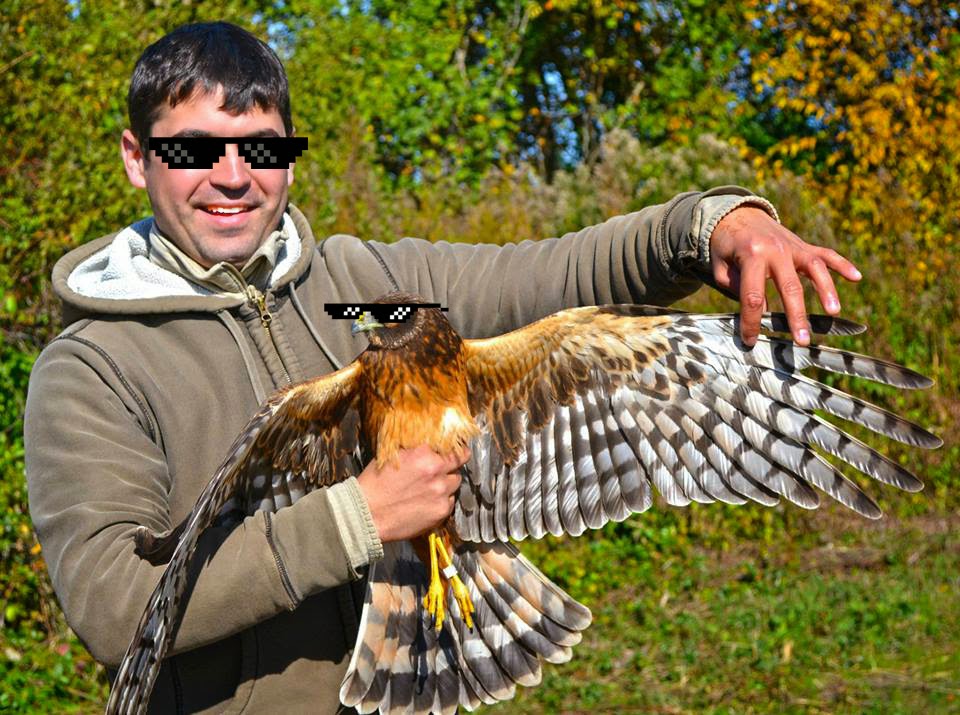 How to Attract Hawks to Your Yard: A Complete Guide for Bird Lovers