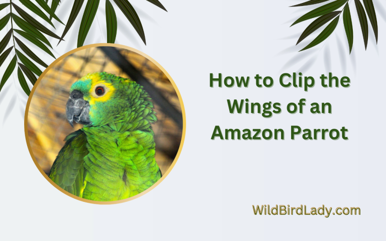 How to Clip the Wings of an Amazon Parrot