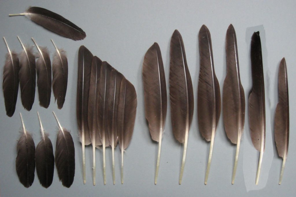How to Identify Goose Feathers