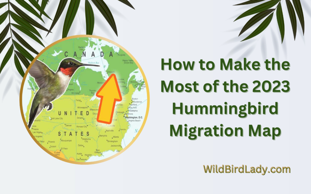 How to Make the Most of the 2023 Hummingbird Migration Map