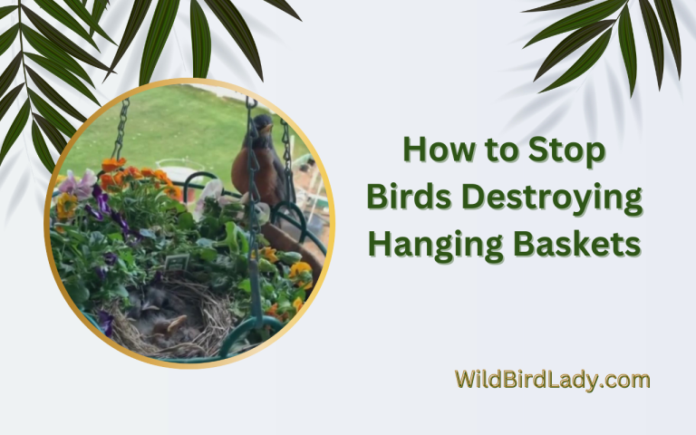 To stop birds from destroying hanging baskets