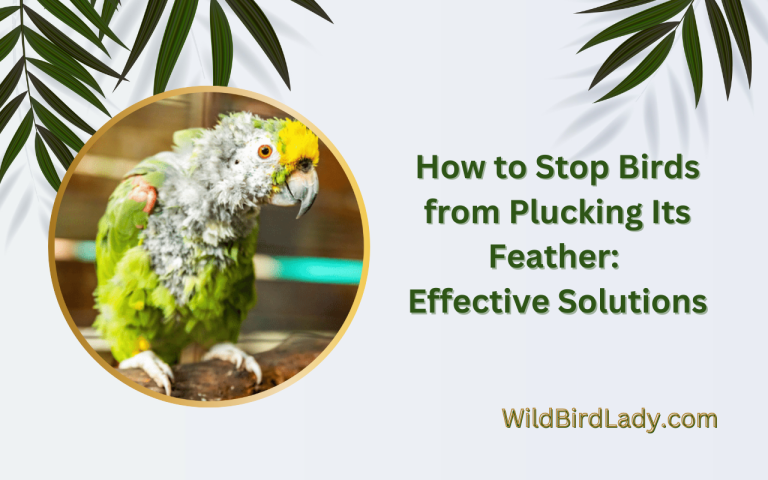 How to Stop Birds from Plucking Its Feathers