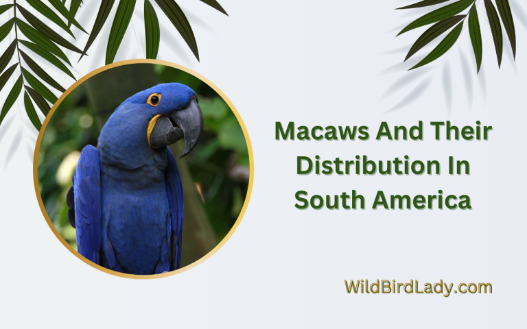 Macaws And Their Distribution