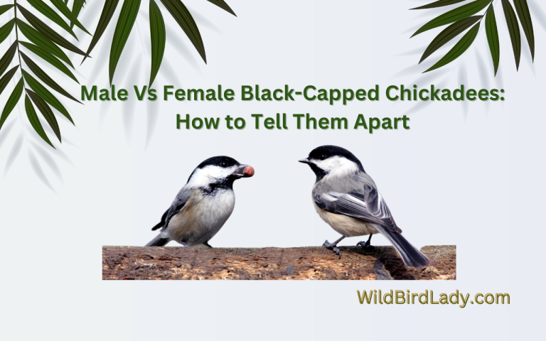 Male Vs Female Black-Capped Chickadees