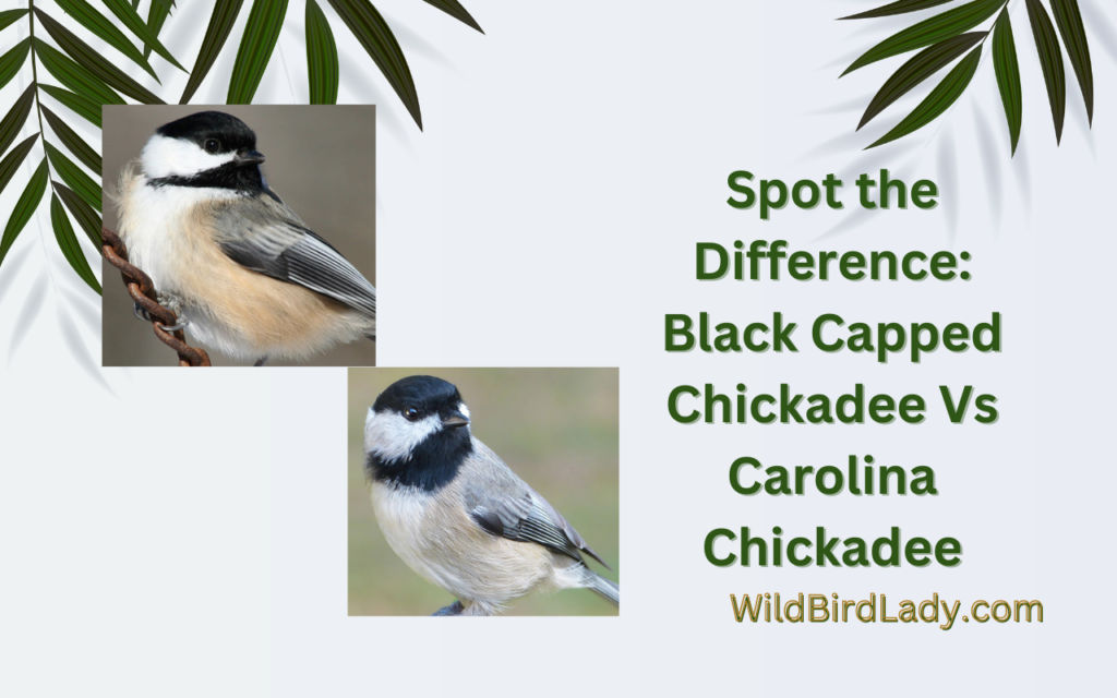 Spot the Difference: Black Capped Chickadee Vs Carolina Chickadee