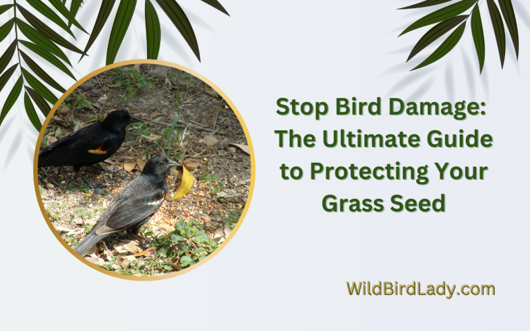 How to Stop Birds Eating Grass Seed