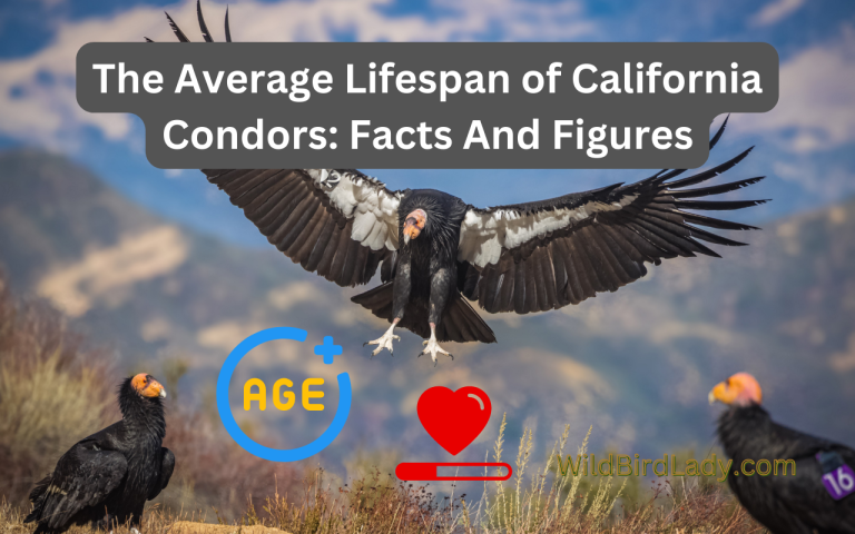 The Average Lifespan of California Condors