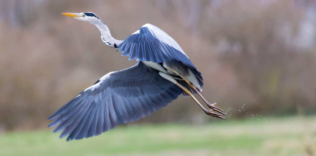 The Beauty of Great Blue Heron Breeding Plumage