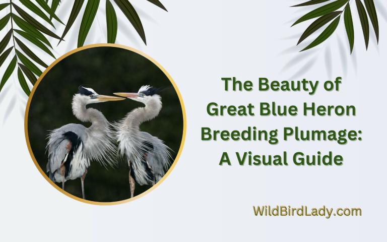 The Beauty of Great Blue Heron Breeding Plumage