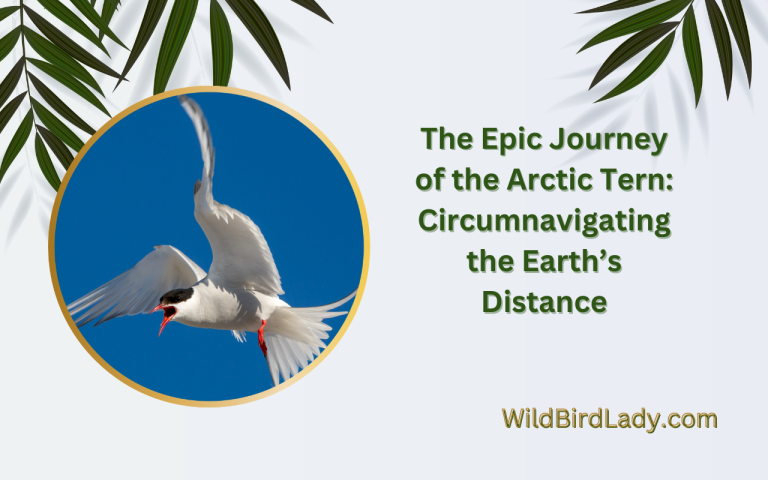 The Epic Journey of the Arctic Tern