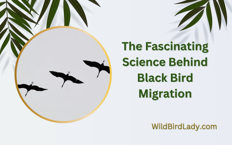 Science Behind Black Bird Migration