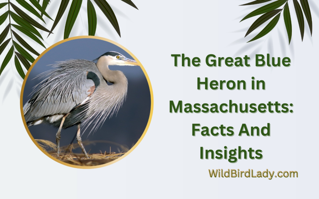 The Great Blue Heron in Massachusetts: Facts And Insights