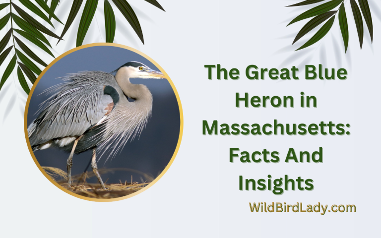 Great Blue Heron in Massachusetts