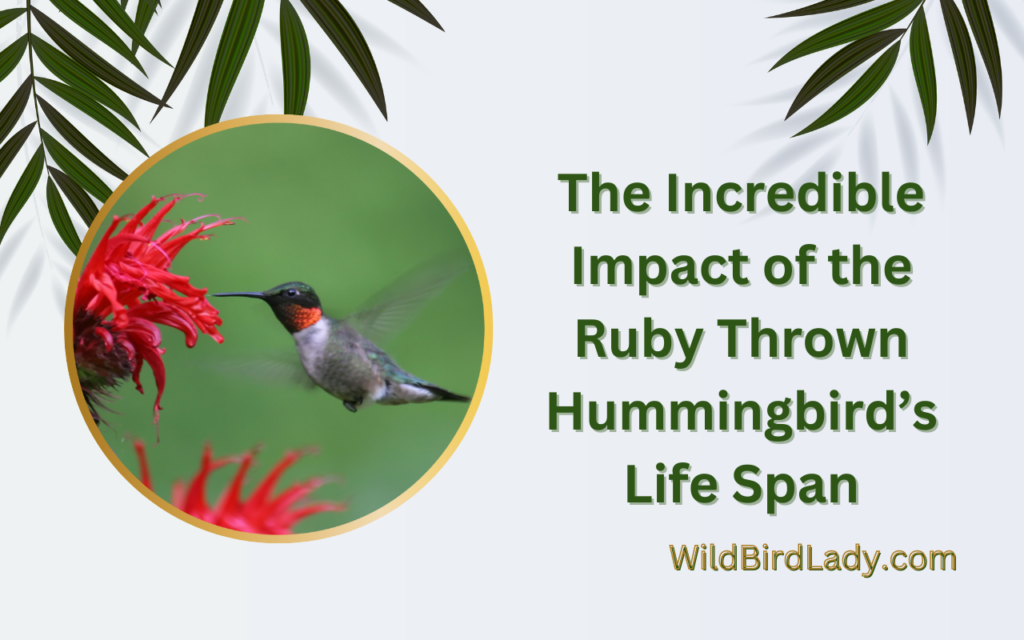 The Incredible Impact of the Ruby Thrown Hummingbird’s Life Span