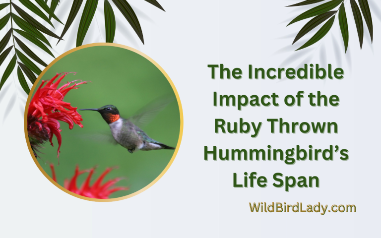 Ruby Thrown Hummingbird's Life Span