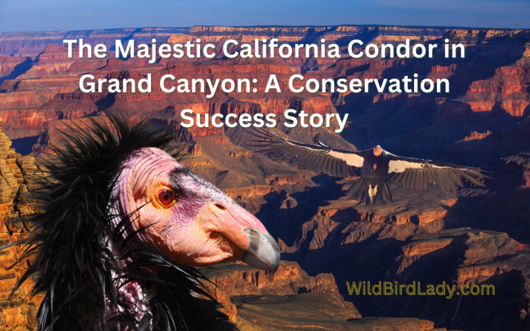 The Majestic California Condor in Grand Canyon