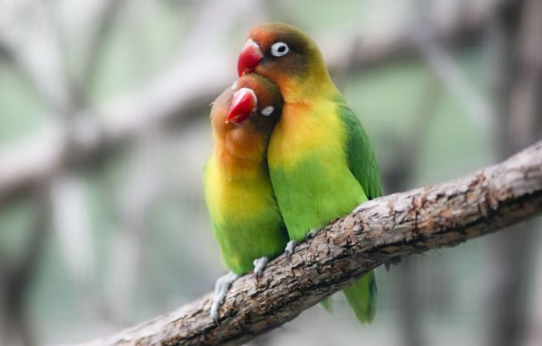 The Ultimate Lovebird Guide