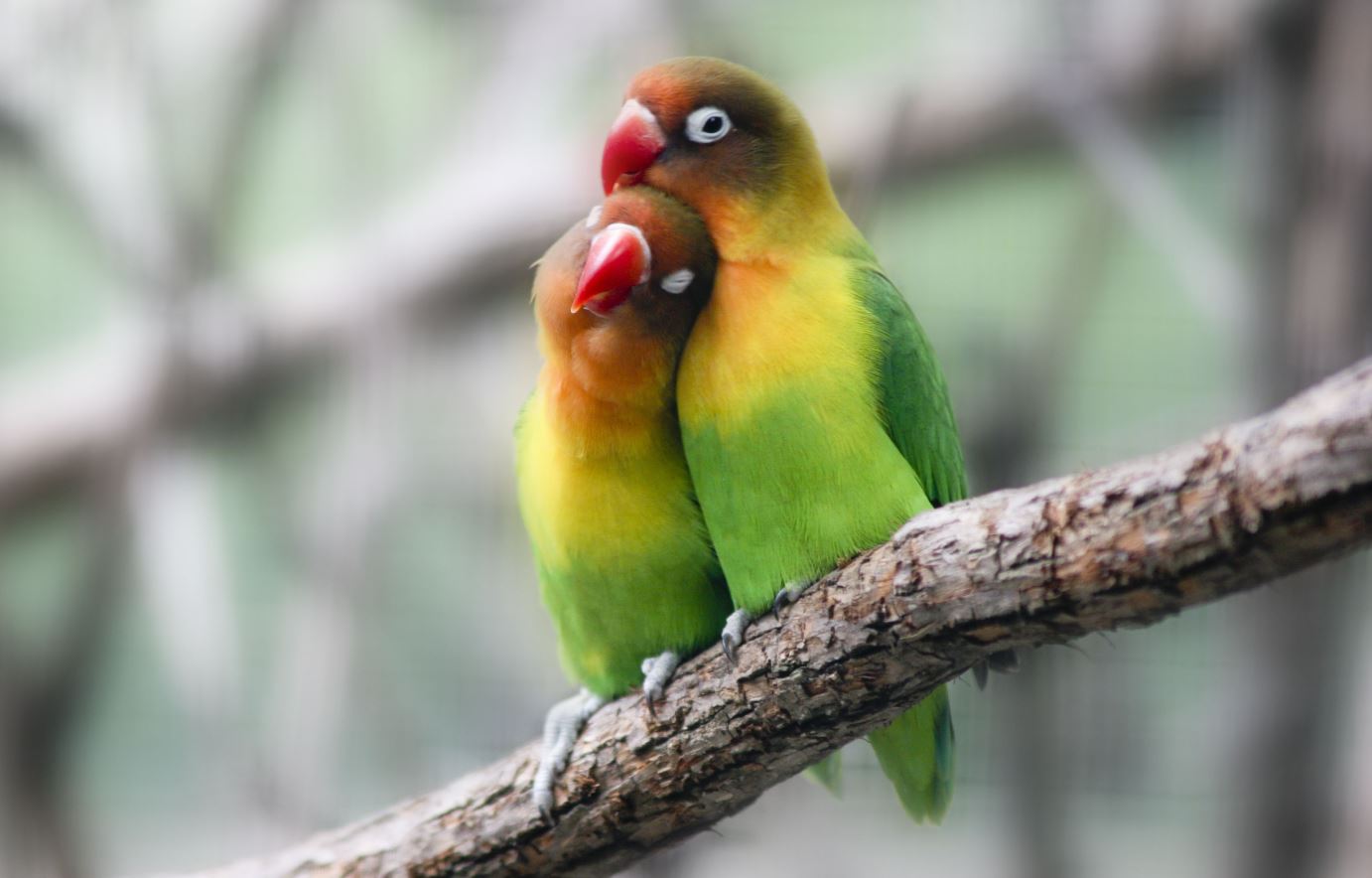 The Real Mysteries Unveiled: How Lovebirds Make Love