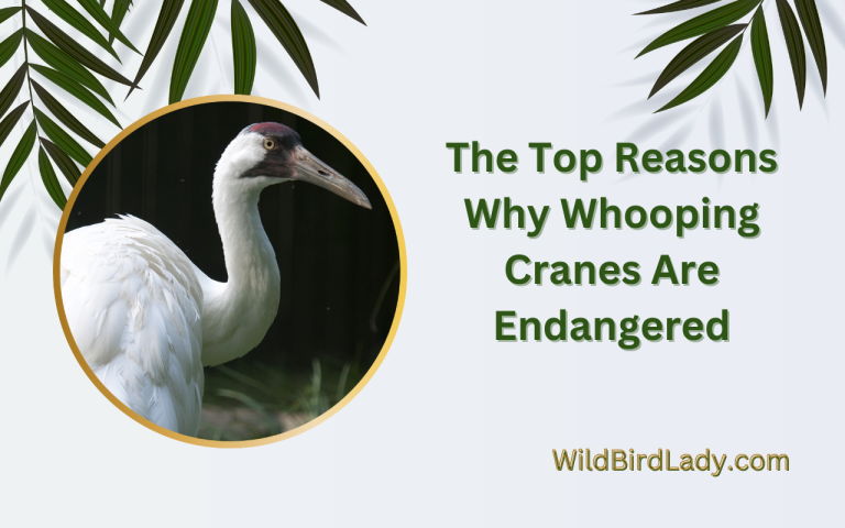 Reasons Why Whooping Cranes Are Endangered