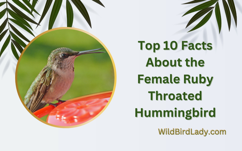 Top 10 Facts About the Female Ruby Throated Hummingbird