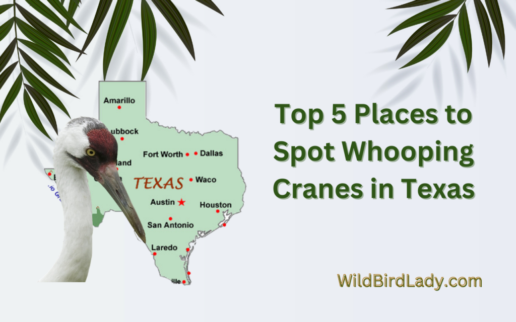 Top 5 Places to Spot Whooping Cranes in Texas