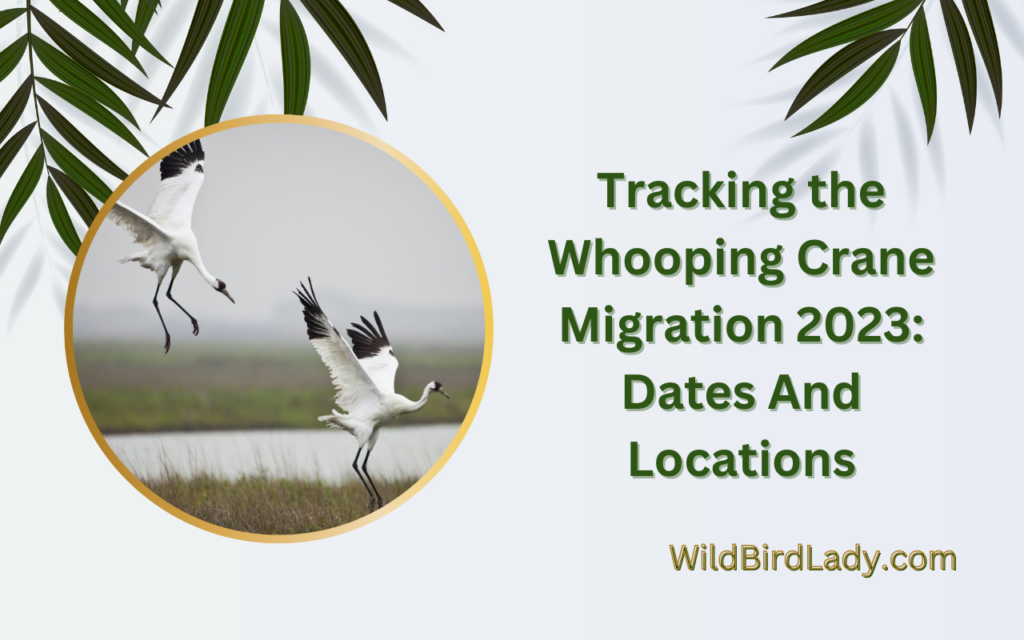 Tracking the Whooping Crane Migration 2023 Dates And Locations