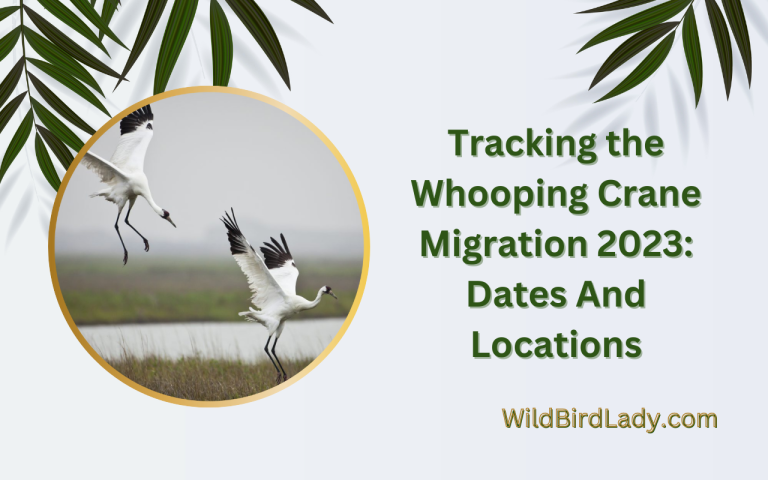 Tracking the Whooping Crane Migration