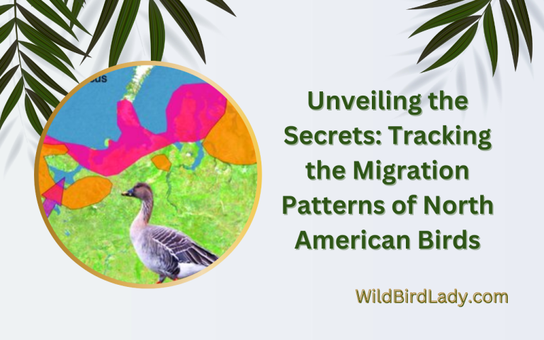 Tracking the Migration Patterns of North American Birds