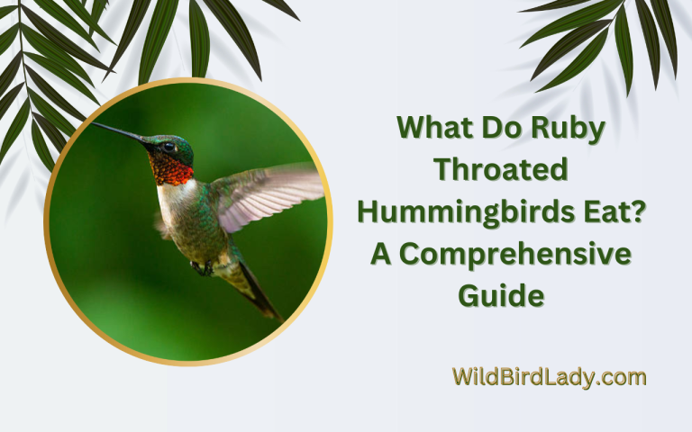 What Do Ruby Throated Hummingbirds Eat