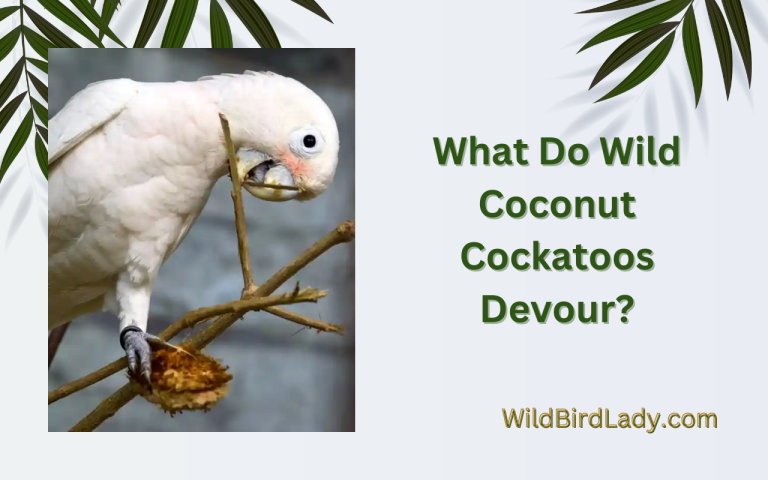What Do Wild Coconut Cockatoos Devour