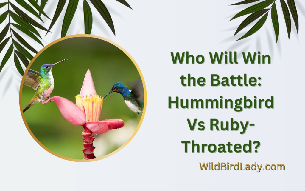 Who Will Win the Battle: Hummingbird Vs Ruby-Throated?