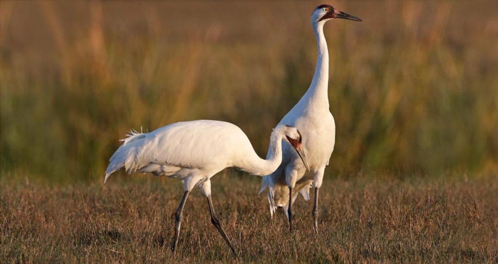 Where to See Whooping Cranes in Florida