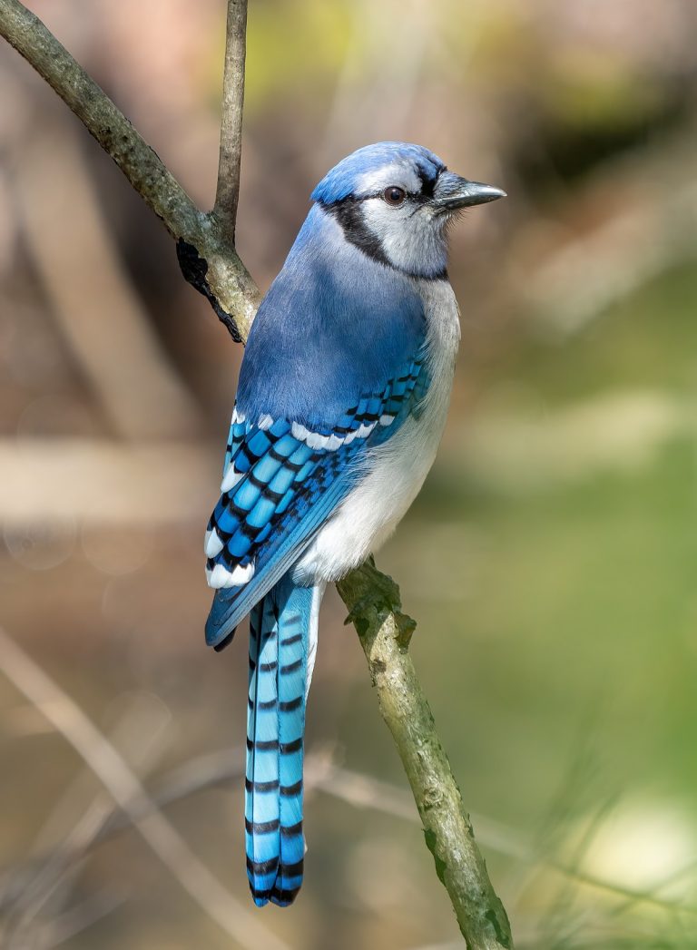 Male vs Female Blue Jays