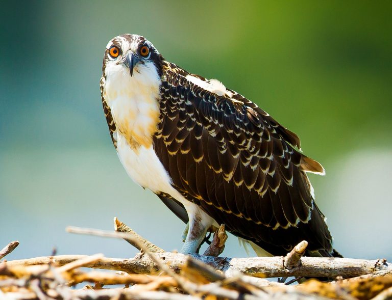 Secrets to Identifying Osprey Feathers