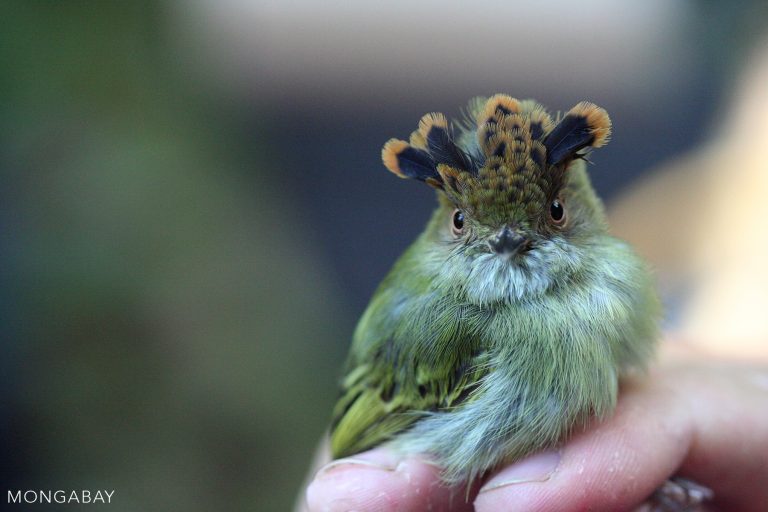 Coolest Birds