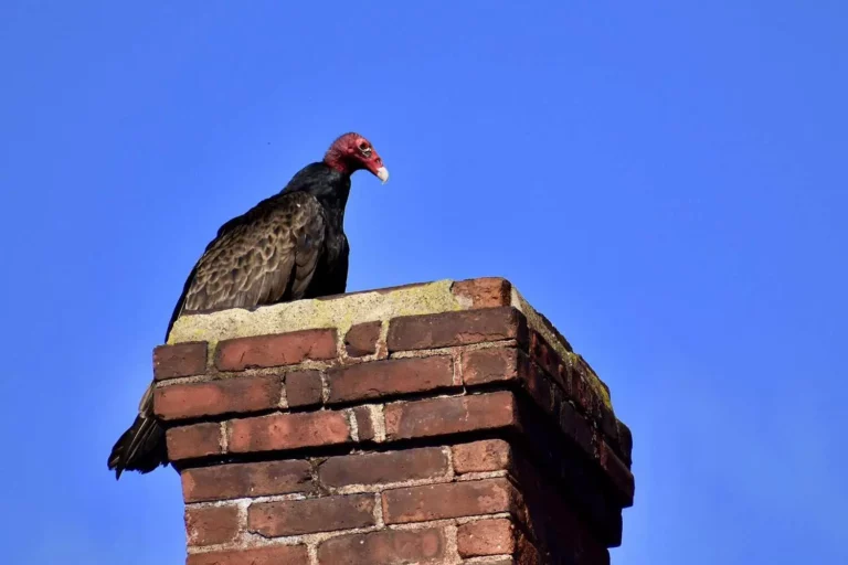 Deter Vultures